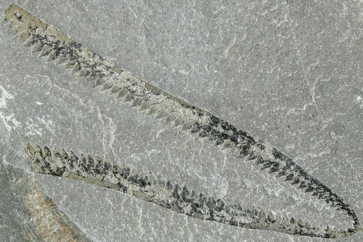 Ordovician Graptolite (Didymograptus) - Fillmore Formation, Utah #238856